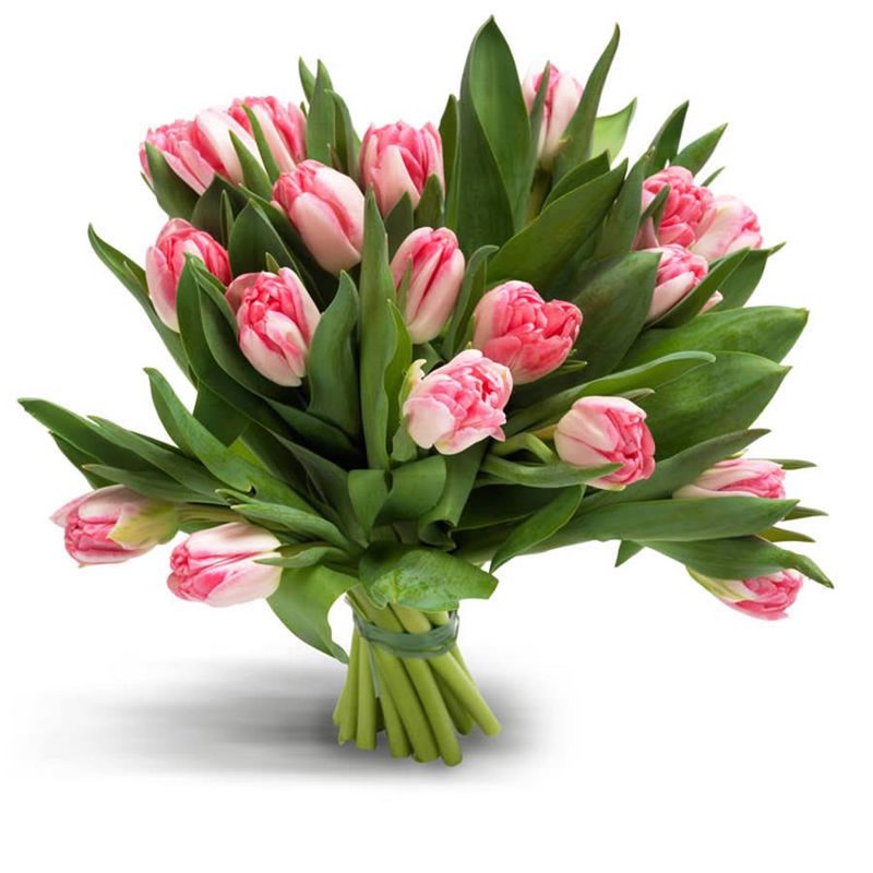 Bukiet 25 oryginalnych tulipanów