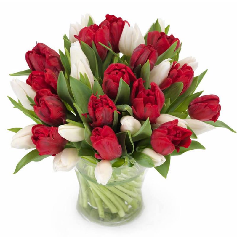 Bukiet 21 tulipanów czerwono-białych